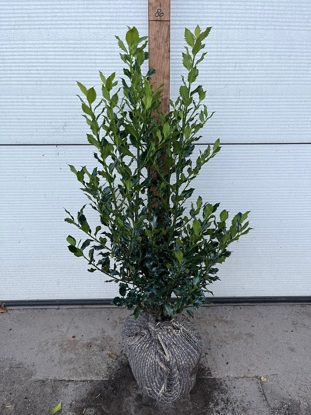 Ilex meserv. 'Magical Amore Rosso' - 60-80 CM RB